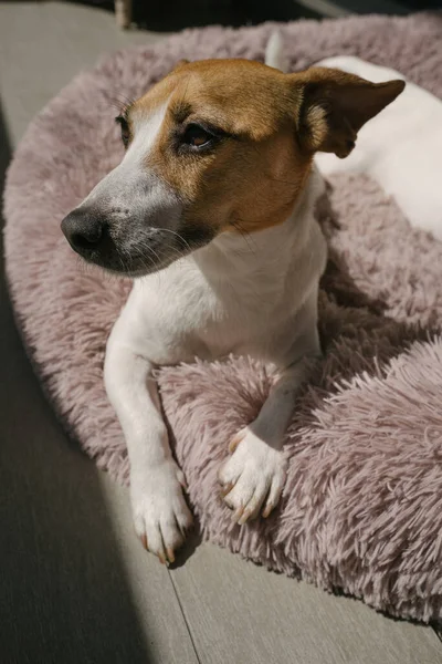Schattige Hond Jack Russell Terriër Portret Kijkkant Sluit Maar Een — Stockfoto
