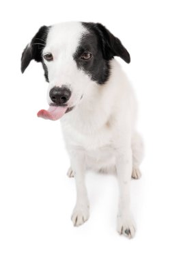 Beyaz arka planda oturan komik yalaka köpek. Aptal evcil hayvan dili. Üzücü hayvan hissi beyazda izole edilmiş.