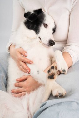 Köpek suratlı, sahibine sarılmaktan zevk alan, kucağında uzanan bir köpek. Beyaz köpek siesta zamanı. Stres ve stresi azaltır. 