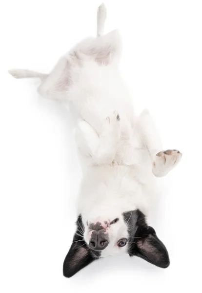 Adorable Upside Dog Lies Its Back Its Belly Hide Seek — Stock Photo, Image
