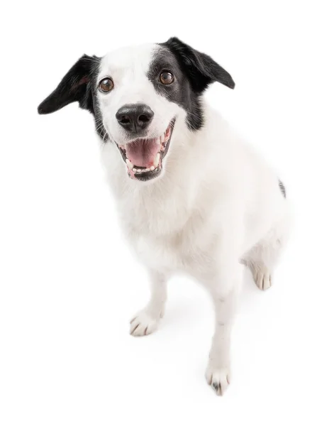Energizujący Uśmiechnięty Biały Pies Siedzący Białym Tle Patrzący Kamerę Zdjęcia — Zdjęcie stockowe