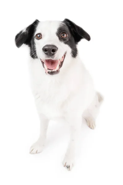 Smilende Følelsesmæssig Positiv Hund Border Collie Med Glæde Ser Kameraet - Stock-foto
