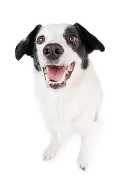 Activo Perro Adorable Frontera Collie Con Placer Mira Cámara Sonriendo — Foto de Stock