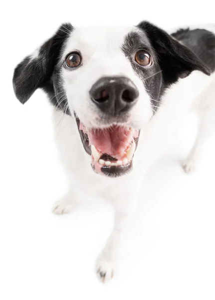 快乐的笑着的白狗看着相机 广角镜头滑稽的白色狗脸被白色隔离 张大嘴笑 — 图库照片