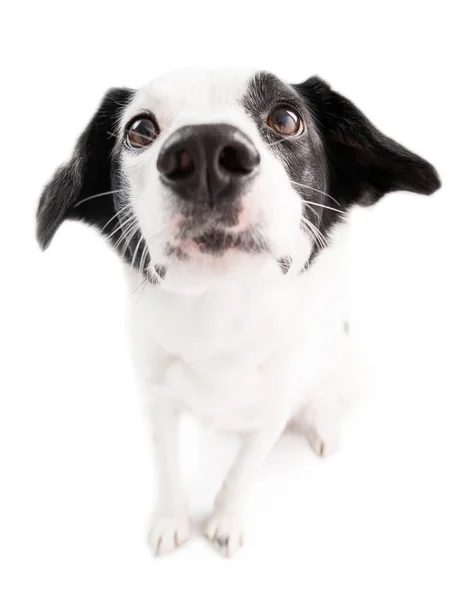 カメラに向かって前方に鼻を嗅ぎたい 広角レンズ面白い鼻白い犬の顔は白に隔離された — ストック写真