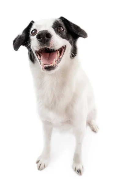 可爱的狗边境牧羊犬高兴地看着相机笑着 笑个不停骗术 因白人背景而被隔离的感情动物 — 图库照片