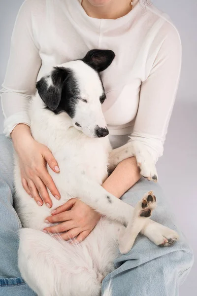 Pet cuddling. Relaxed enjoying dog face Cuddling with adorable black and white outbred dog. Pet enjoying her owner petting a dog reduces stress. Happy moment at home with dog . Pet love and trust