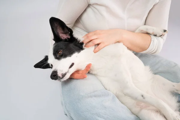 Cuddling with pet. Relaxed enjoying dog face Cuddling with adorable black and white outbred dog. Pet enjoying her owner petting a dog reduces stress. Happy moment at home with dog . Pet love and trust
