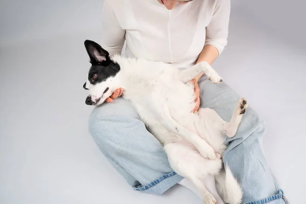 Dog trust and protection. Cuddling with adorable black and white outbred dog. Pet enjoying her owner petting a dog reduces stress. Happy moment at home with dog . slow life concept. Blue jeans