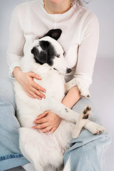 Adorable relaxed dog resting on owners laps. Cuddling with adorable black and white outbred dog. Pet enjoying her owner petting a dog reduces stress. Happy moment at home with dog . slow life concept.