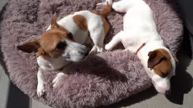 Sevimli rahatlamış iki köpek Jack Russell terasta güneşli bir günde siesta yapıyor. Köpekleri güneşlendiren aile çiftinin tadını çıkarıyorum. Yumuşak, mor, rahat, yumuşak bir yatak. Video görüntüleri