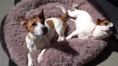 Dikkatlice dinliyor, sahibine bakıyor. Köpek ailesi tüylü mor evcil hayvan yatağında dinleniyor. Güneşli bir yaz günü. Parlak güneş ışığı, koyu gölgeler. Video görüntüleri. 