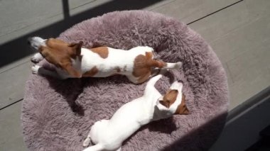 İki köpek Jack Russell teriyeri yumuşak evcil hayvan yatağına uzanıp yukarı bakıyor. Yukarıdan yukarıdan bir görüntü. Güneşli bir gün, dışarıda dinleniyor. Uykulu köpek ailesinin video görüntüleri. Doğrudan güneş ışığı koyu renkli zıtlık gölgeleri. siesta
