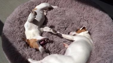 Köpekler dostluk oyunu oynuyorlar. Ağır çekim video görüntüleri. Küçük sevimli Jack Russell teriyerleri. Güneşli yaz terasında pofuduk mor evcil hayvan yatağında kavga eden iki köpek.. 
