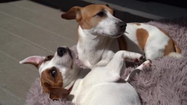 Sevimli iki köpek ilişki oyunu. Pofuduk mor evcil hayvan yatağında güneşli bir yaz terasında rahat bir evcil hayvan yatağında uzanan oyun kavgası. Güneşin tadını çıkarıyorum 