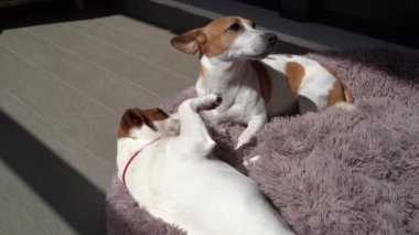 Genç köpek yaşlı olanın dikkatini çekmek istiyor. Güneşli terasta uzanmış güneşlenen iki sevimli evcil hayvan Jack Russell Teriyeri. Rahatlamış bir yaz günü videosu. Köpek ilişkileri iletişimi