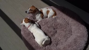 İki köpek, dostluk oyunu oynuyor. Ağır çekim video görüntüleri. Küçük sevimli Jack Russell teriyerleri. Güneşli yaz terasında pofuduk mor evcil hayvan yatağında kavga eden iki köpek.. 