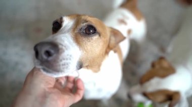 Genç köpek arka planda oyuncaklarla oynarken, küçük sevimli beyaz köpek Jack Russell Terrier 'ı elle okşayan bir kadın. Evcil hayvan ailesi. Hayvan sevgisi, güven ve bakım videoları. Yumuşak bir yakınlık anı