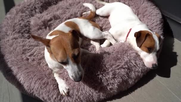 Familia Perros Acostados Descansando Cama Mullida Mascota Púrpura Día Soleado — Vídeos de Stock