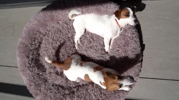Два Собаки Лежать Якому Домашньому Ліжку Дивлячись Вгору Верхній Вид — стокове відео