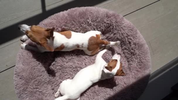 Två Hundar Jack Russell Terrier Liggande Mjuk Djursäng Tittar Upp — Stockvideo