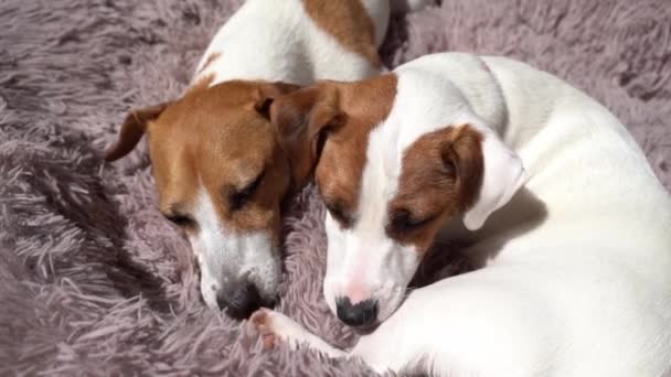 Acurrucarse Con Dos Perros Blancos Pequeños Jack Russell Terriers Lamiéndose — Vídeos de Stock