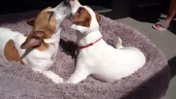 Adorable Jugando Dos Perros Jack Russell Terriers Tumbado Cama Mullida — Vídeos de Stock