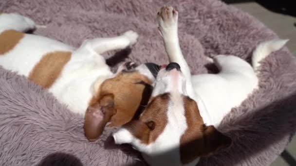 犬のゲーム友情のトップビューのスローモーションビデオ映像を再生カダリング 素敵な小さなジャック ラッセルの恐怖 晴れた夏のテラスでふわふわの紫色のペットベッドの上で遊んでいる2匹の犬 — ストック動画