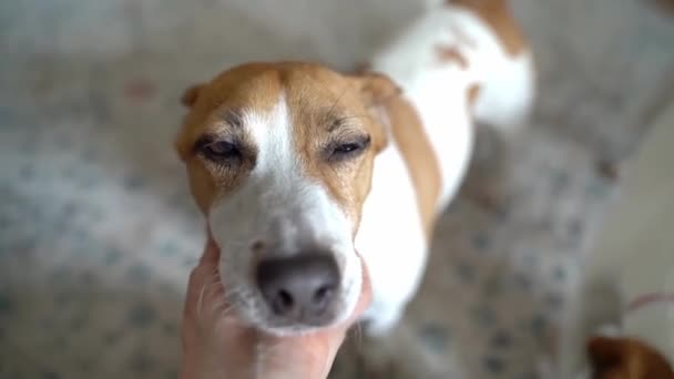 Petting Avslappnad Ansikte Hund Jack Russell Terrier Medan Den Yngre — Stockvideo