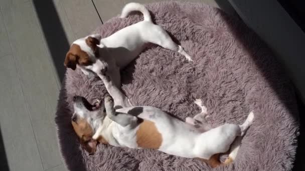 两只狗在阳光灿烂的夏季露台上躺在松软的紫色宠物床上打斗 两只狗的友谊顶部观看慢镜头 可爱的小杰克罗素小狗 — 图库视频影像