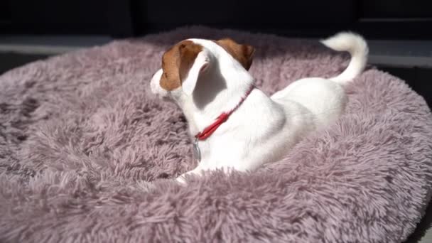 Pequeño Perro Jack Russell Terrier Tumbado Relajante Cama Mullida Mascota — Vídeo de stock