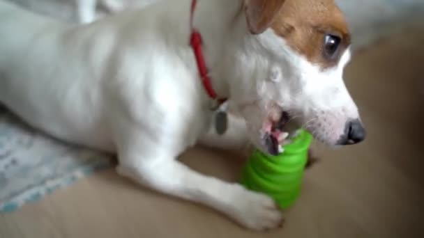 Malý Bílý Pes Leží Podlaze Drží Hračku Tlapkami Intenzivně Soustřeďuje — Stock video
