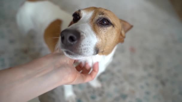 Hund Genießt Berührung Mit Der Hand Augen Und Durch Streicheleinheiten — Stockvideo