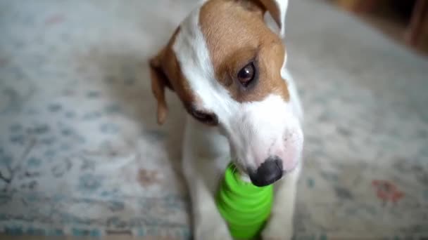 Cão Jovem Brincando Com Brinquedo Verde Ativamente Mastiga Brinquedo Com — Vídeo de Stock
