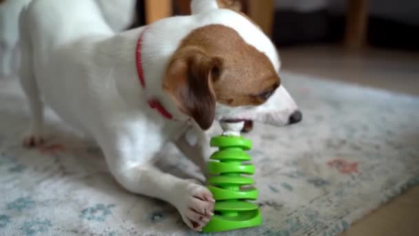 Anjing Manis Bermain Dengan Mainan Hijau Aktif Mengunyah Mainan Dengan — Stok Video