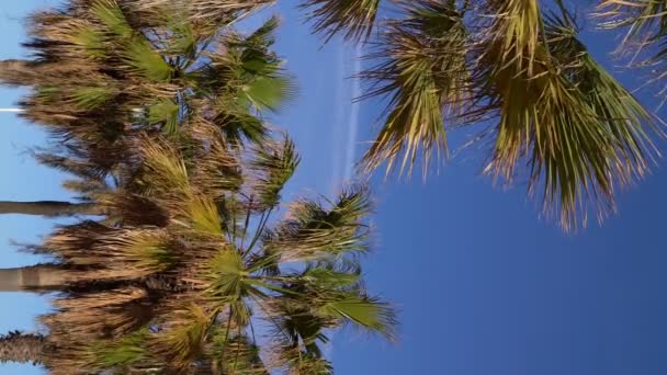 Palmbomen Achtergrond Mediterrane Vakantie Sfeer Verticale Video Beeldmateriaal Template Modelleren — Stockvideo