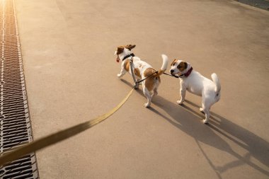 İki köpek için çift tasma. Jack Russell teriyerleri şehrin arka tarafında sahibinin bakış açısından dolaşıyor. Bir köpek kameraya bakıyor. Mutlu evcil hayvan ailesi birkaç evcil hayvan. 