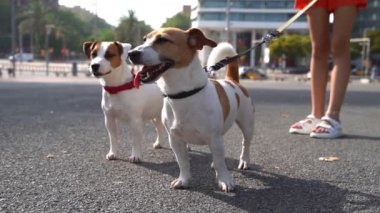 İki şirin Jack Russell teriyer köpeği mesafeye doğru odaklanmış. Genç sahibinin arkasında çift tasma tutan genç kız. Şehrin video görüntülerinde evcil hayvanla yaz yürüyüşü. Yoğun trafik arabaları