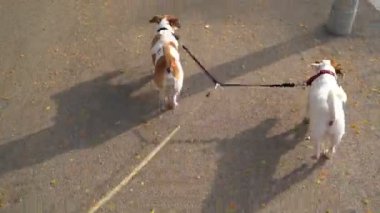 Komik köpekler Jack Russell Terrier 'ın çift tasmalı köpekleri şehrin arka tarafında sahibinin gözünden dolaşıyorlar. Mutlu evcil hayvan ailesi evcil hayvanları. video görüntüleri 