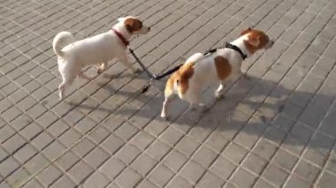 İki köpek Jack Russell terriers çift tasmalı şehrin arka tarafında sahibinin el perspektifinden dolaşıyorlar. Bir köpek kameraya bakıyor. Mutlu evcil hayvan ailesi birkaç evcil hayvan. 