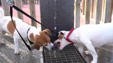 Şirin köpekler Jack Russell Teriyerleri halka açık bir çeşmeden içme suyu içerler. Saldırgan bir şekilde bir jet yakala, sinirlen. Şehir video çekimlerinde yaz susuzluğu