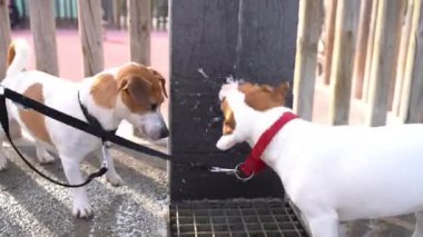 Sevimli köpekler Jack Russell Teriyerleri halka açık bir çeşmeden içme suyu içerler. Saldırgan bir şekilde bir jet yakala, sinirlen. Şehir video çekimlerinde yaz susuzluğu