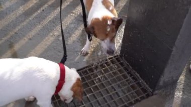 Şirin köpekler Jack Russell Teriyerleri halka açık bir çeşmeden içme suyu içerler. Saldırgan bir şekilde bir jet yakala, sinirlen. Şehir video çekimlerinde yaz susuzluğu
