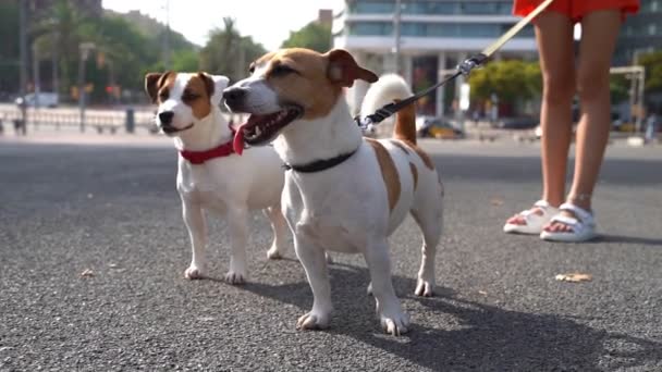 Şirin Jack Russell Teriyer Köpeği Mesafeye Doğru Odaklanmış Genç Sahibinin — Stok video