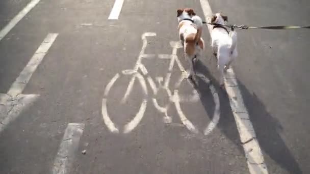 Σκυλιά Διπλό Λουρί Πίσω Άποψη Από Την Προοπτική Ιδιοκτήτη Περπάτημα — Αρχείο Βίντεο