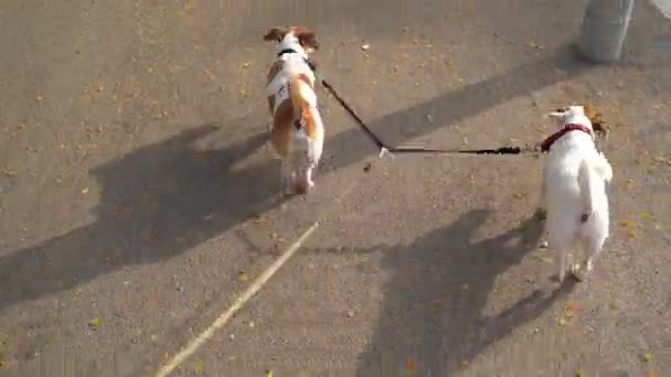 Funny Dogs Jack Russell Terriers Double Leash Walking City Back — Stock Video