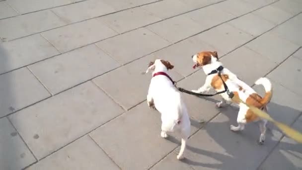 Yaz Sıcağı Komik Köpekler Jack Russell Terrier Çift Tasmalı Köpekleri — Stok video