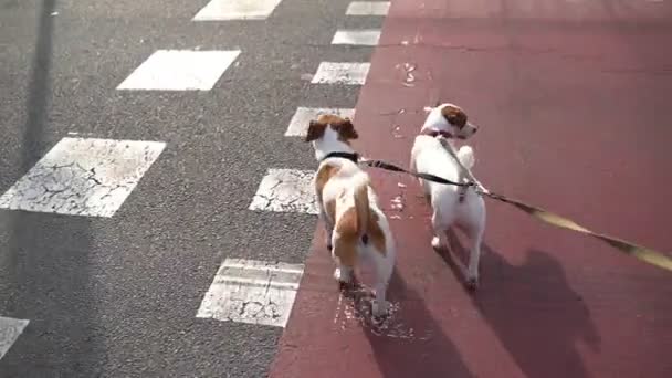 两只狗 从主人的角度出发 在红色自行车道上行走 快乐的宠物家庭漫步在大城市的夜晚视频画面中 — 图库视频影像