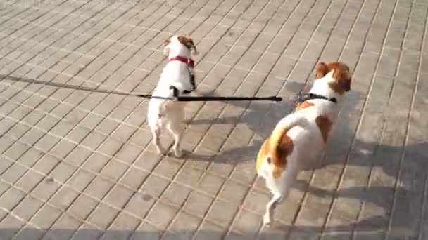 Dubbla Koppel För Två Hundar Jack Russell Terrier Promenader Runt — Stockvideo
