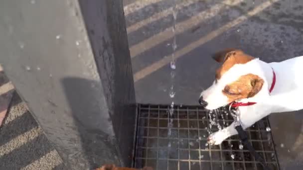 かわいい犬ジャック ラッセルは 公共の飲料水ボウル噴水から恐ろしい面白い飲料水を販売しています 積極的にジェットをキャッチし 怒ってください 街のビデオ映像で夏の渇き — ストック動画